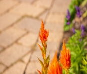 2020 09 13 LongFellowGardens 027